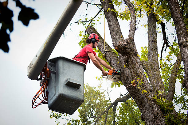 Professional Tree Care Services in North Granby, CT